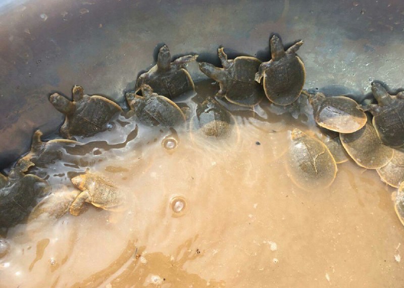 សត្វកន្ធាយក្បាលកង្កែប(ល្មិច) ដែលជាសត្វកម្រ ត្រូវបានពលរដ្ឋសហគមរួមគ្នាថែរក្សា  - CNC News